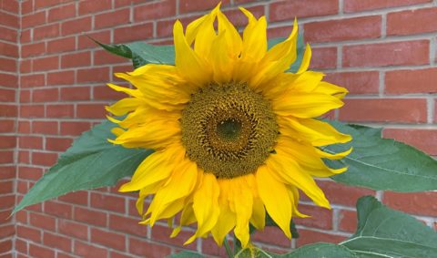Sunflowers Update – 13 September 2021