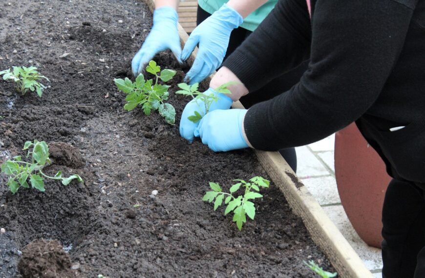 Early Spring bank Holiday Gardening – 6 May 2024