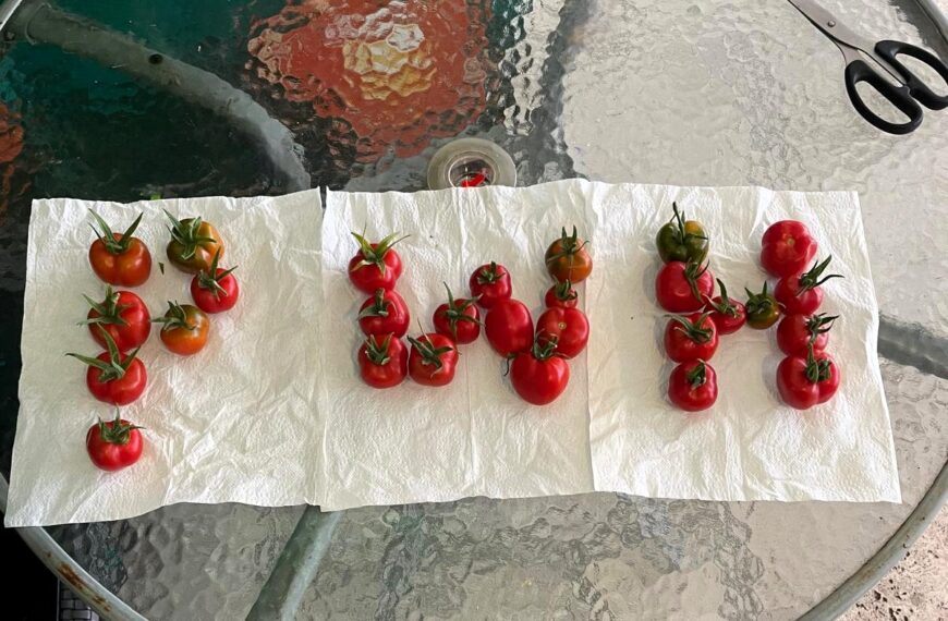 Produce from PWH Garden – 21 August 2024