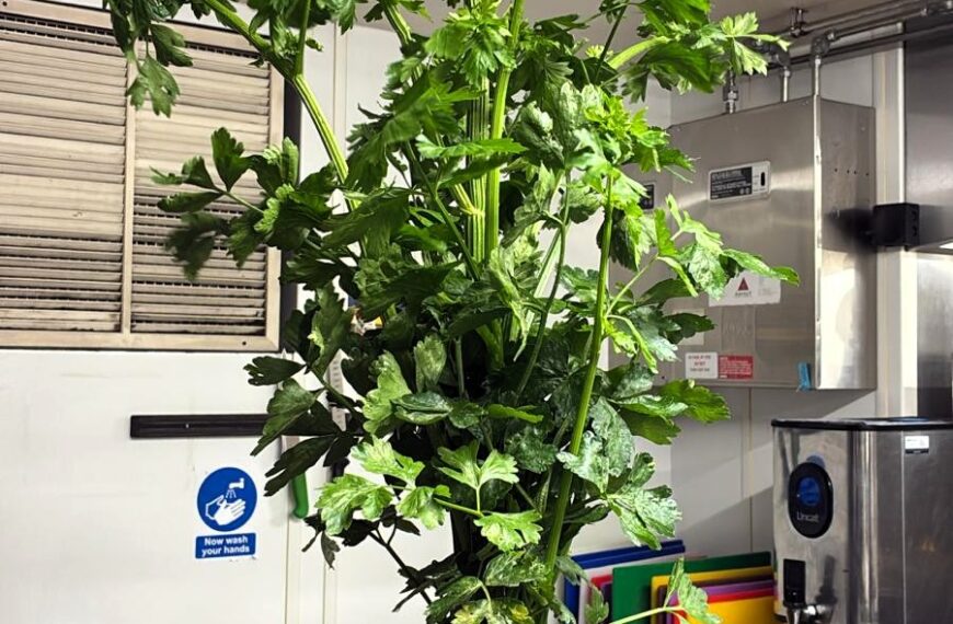 Veg from our PWH Garden – 22 May 2025