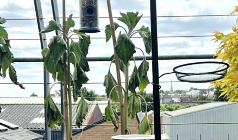 Copperland Bird Hotel – June 2025