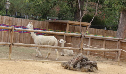 A Wild and Wonderful Day at Hertfordshire Zoo -18 August 2026