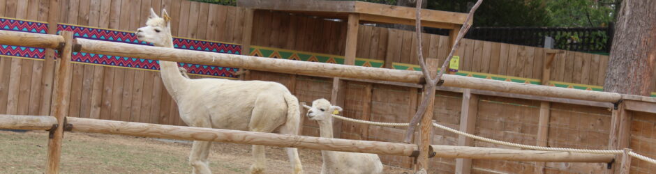 A Wild and Wonderful Day at Hertfordshire Zoo -18 August 2026